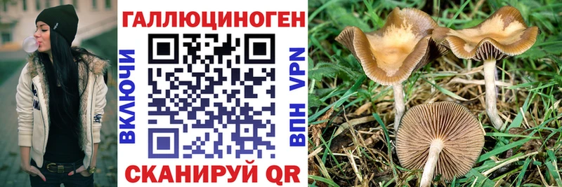 Купить закладки  Корсаков  Галлюциногенные грибы Psilocybe 